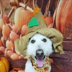 Meet your Posher, Susan